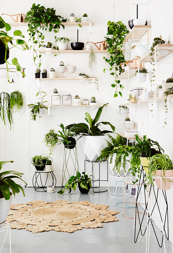 cay-canh-noi-that-zen-thien