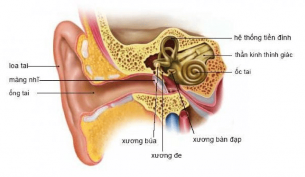 roi-loan-thinh-giac-la-gi-1024x597